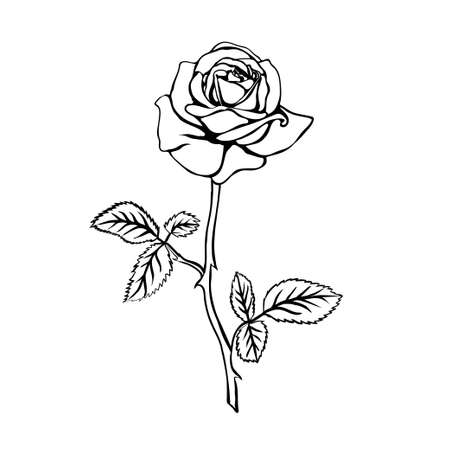 dessin fleurs noir et blanc Rose croquis. Contour noir sur fond blanc. Vector